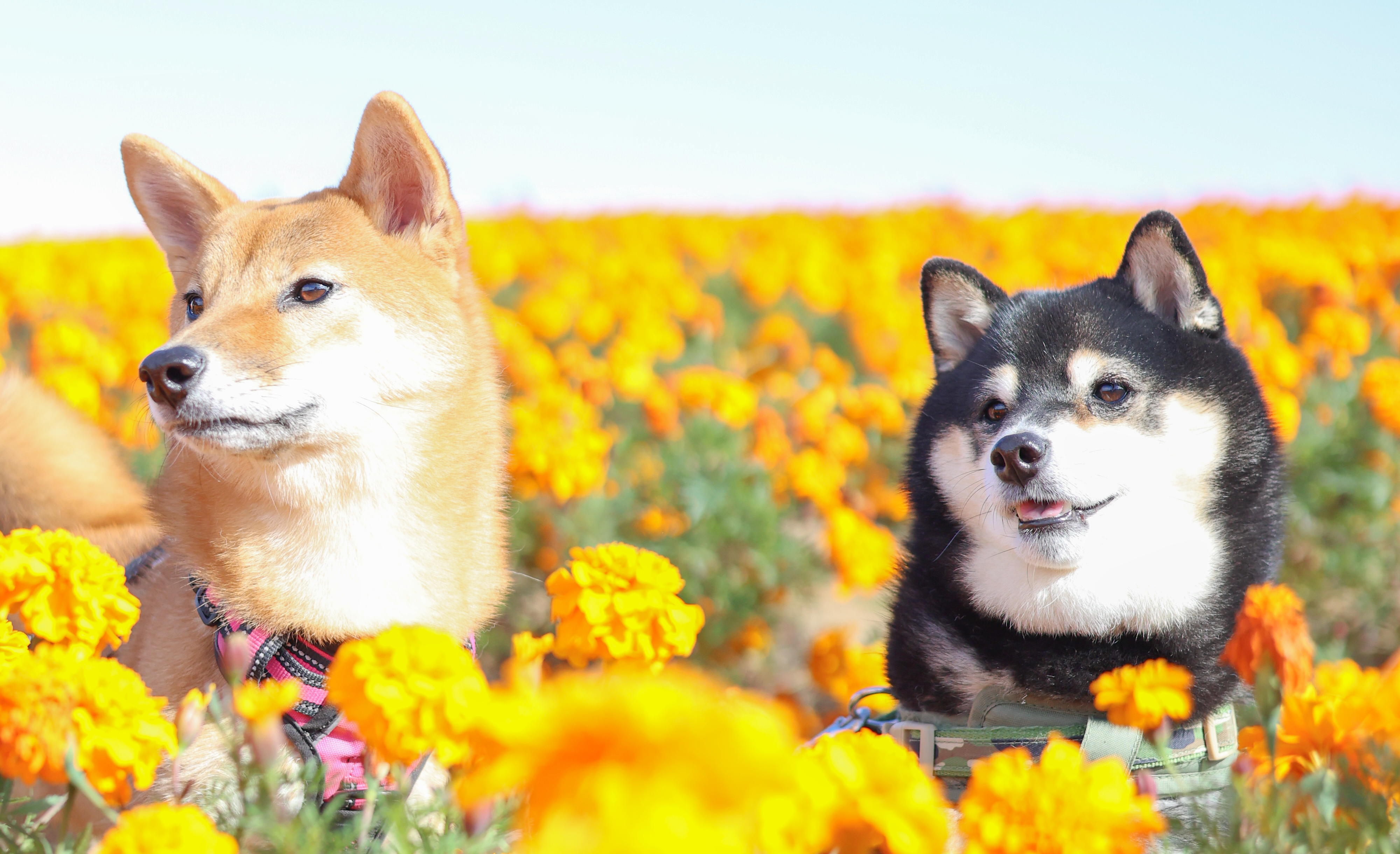 マリーゴールドの丘公園